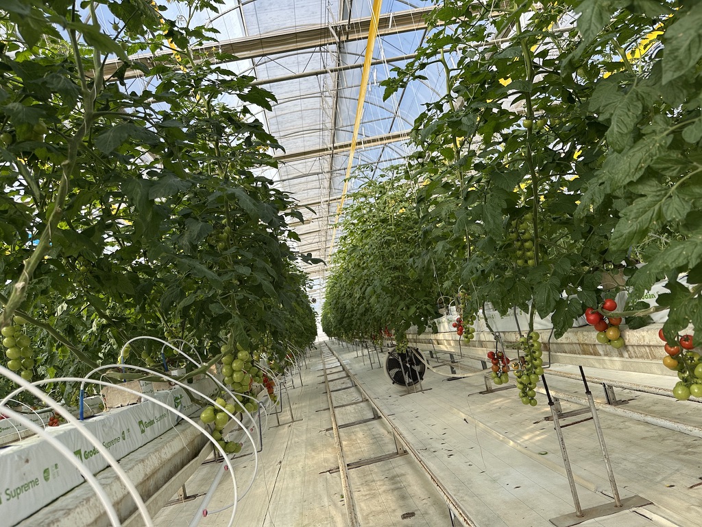 take me home tomato.jpeg